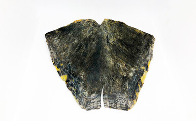 Pressed tortoise shell