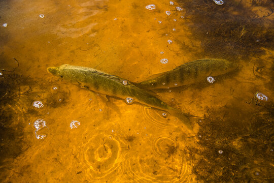 Juvenile white steenbras in the shallow waters of the De Mond Estuary