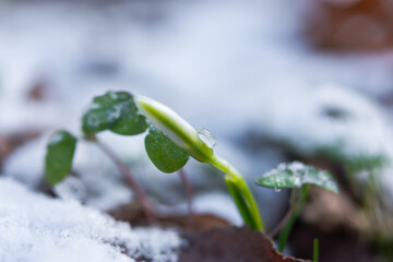 Snowdrops Galanthus nivalis close-up in the winter forest. Beautiful first spring flowers make their way through the snow. Blurry background, shallow depth of field. Macro, selective focus, copy space