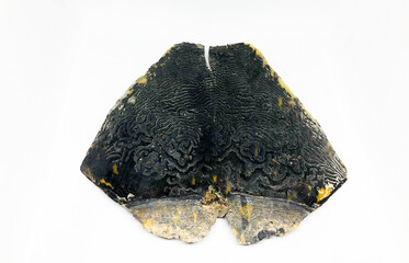 Pressed tortoise shell