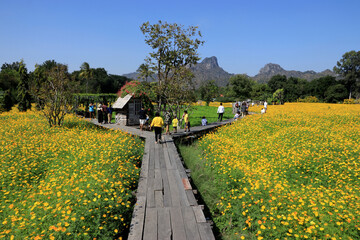 December 5, 2020 There were tourists visiting the blooming yellow cosmos field in Lopburi, Thailand.