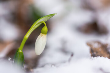 Snowdrops Galanthus nivalis close-up in the winter forest. Beautiful first spring flowers make their way through the snow. Blurry background, shallow depth of field. Macro, selective focus, copy space