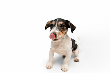 Cute. Jack Russell Terrier little dog is posing. Cute playful doggy or pet playing on white studio background. Concept of motion, action, movement, pets love. Looks happy, delighted, funny.