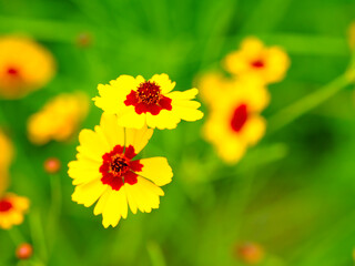 緑背景の黄色い秋桜のアップ