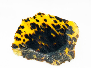 Pressed tortoise shell