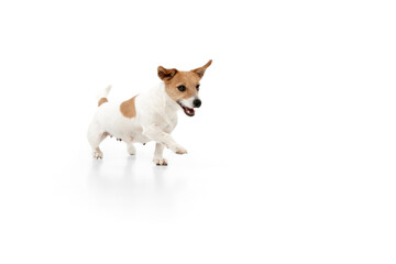 Best friend. Jack Russell Terrier little dog is posing. Cute playful doggy or pet playing on white studio background. Concept of motion, action, movement, pets love. Looks happy, delighted, funny.