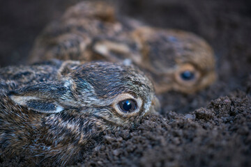 European hare - Liebre europea (Lepus europaeus), also known as the brown hare, Navarra, Spain, Europe