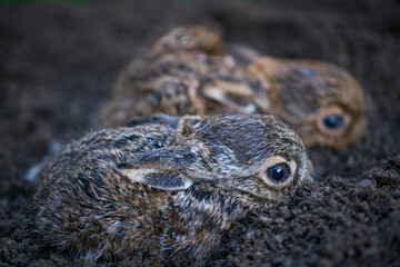 European hare - Liebre europea (Lepus europaeus), also known as the brown hare, Navarra, Spain, Europe