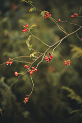 rosehip on a rainy day. rosa canina natural medicinal plant in the wild
