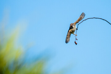 Sparrows at Home