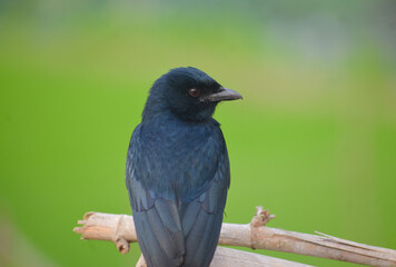 Black Drongo - Dicrurus macrocercus