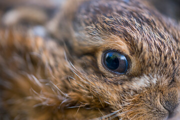 European hare - Liebre europea (Lepus europaeus), also known as the brown hare, Navarra, Spain, Europe
