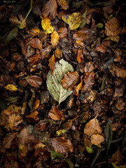 Escletxes de l’Euga, Osona