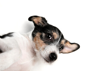 Best friend. Jack Russell Terrier little dog is posing. Cute playful doggy or pet playing on white studio background. Concept of motion, action, movement, pets love. Looks happy, delighted, funny.