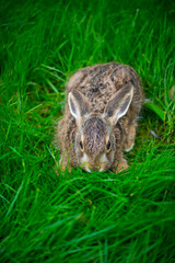 European hare - Liebre europea (Lepus europaeus), also known as the brown hare, Navarra, Spain, Europe