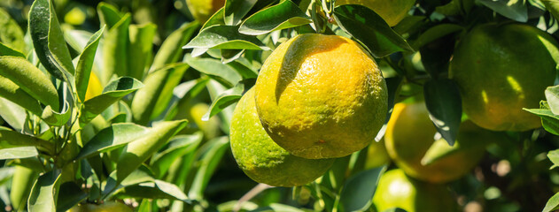 Fresh ripe tangerine mandarin orange on the tree in the orange garden orchard.