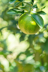Fresh ripe tangerine mandarin orange on the tree in the orange garden orchard.