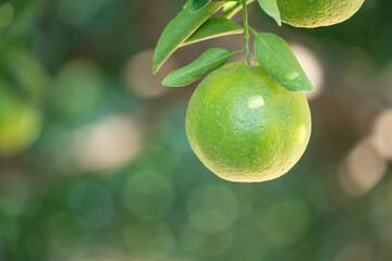 Fresh ripe tangerine mandarin orange on the tree in the orange garden orchard.