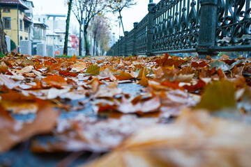 Dry leaves on the sidewalk, autumn colors, long line with dry leaves