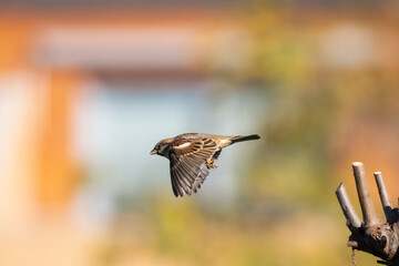 Sparrows in the Backyard