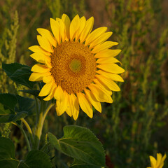 Sonnenblumen