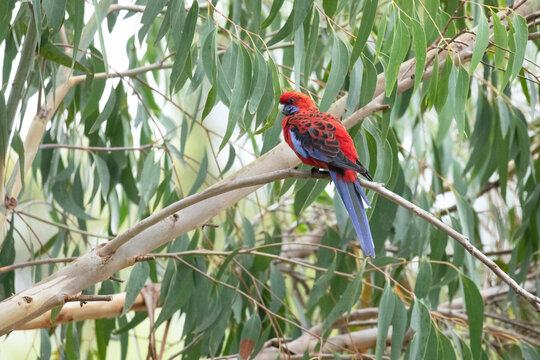 A Crimson rosella is sitting in the tree. 