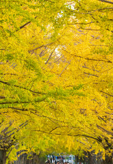 【東京都】国営昭和記念公園のイチョウ並木