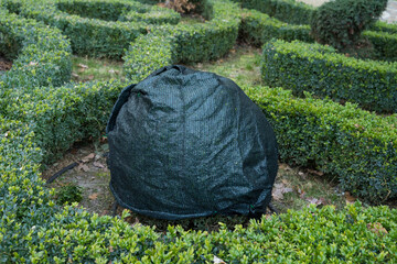 Shrubs protection from frost in winter in a beautiful boxwood garden.