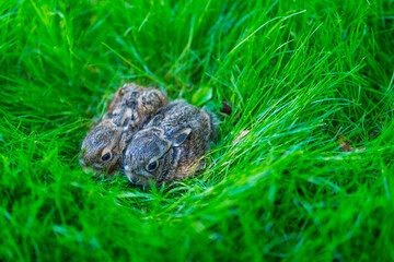 European hare - Liebre europea (Lepus europaeus), also known as the brown hare, Navarra, Spain, Europe