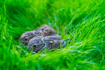 European hare - Liebre europea (Lepus europaeus), also known as the brown hare, Navarra, Spain, Europe