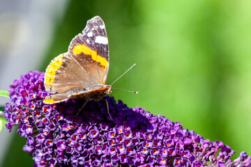 Red Admiral, Vanessa atalanta, butterflies on Buddleja flower or butterfly bush. High quality photo