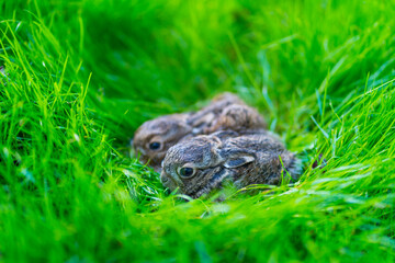 European hare - Liebre europea (Lepus europaeus), also known as the brown hare, Navarra, Spain, Europe