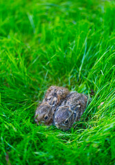 European hare - Liebre europea (Lepus europaeus), also known as the brown hare, Navarra, Spain, Europe