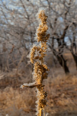 Rime on the branches of plants. Frost texture. Close-up. Plants in winter frost. Snow on the ground. Winter. White snowflakes on the branches. Snowflakes texture. Steppe thorns in winter