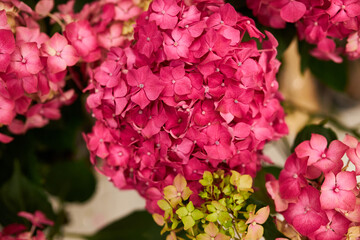 Pink hydrangea close-up. Flowers. Festive bouquet. Flowers in the store.