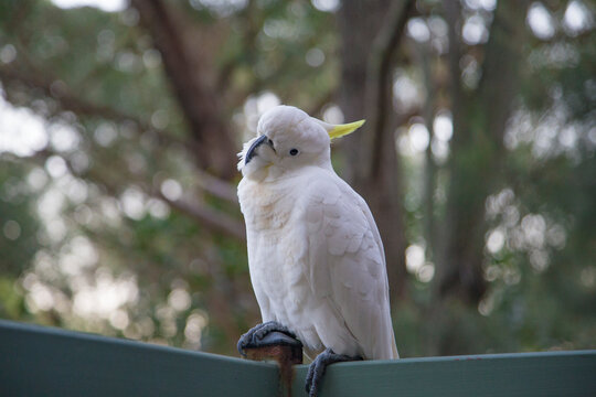 Sulphur-crested Cockatoo is looking and listening.