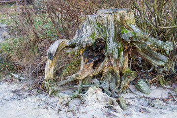 old stump with ooze