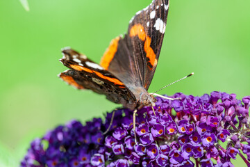 Red Admiral, Vanessa atalanta, butterflies on Buddleja flower or butterfly bush. High quality photo