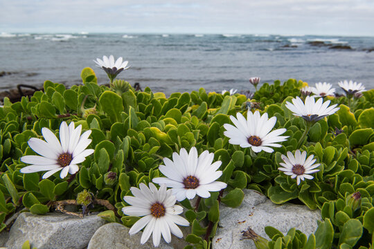 Dimorphotheca nudicaulis flowers growing along the coastline