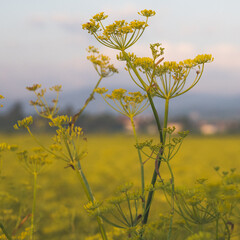 Fenchel