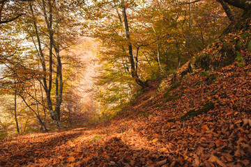 A tranquil forest covered by leafs in autumn.