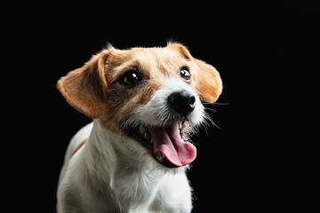 Childhood. Close up Jack Russell Terrier little dog posing. Cute playful doggy or pet playing on black background. Concept of motion, action, movement, pets love. Looks happy, delighted, funny.