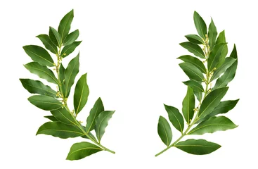 Foto op Plexiglas Laurel wreath isolated on white background with clipping path © xamtiw