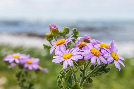 Senecio elegans flowers growing along the coastline