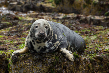 Seal looking to camera