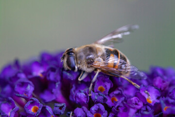 honey bee collecting pollen on a purple buddleja flower in blur background. High quality photo