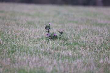 Little thistle in the grass