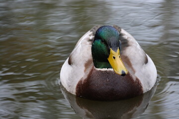 Duck on the water