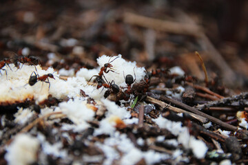 forest ants eat bread crumbs
