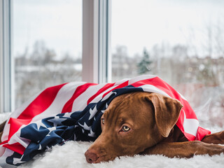 Lovable, pretty puppy of chocolate color. Close-up, indoor. Day light. Concept of care, education,...